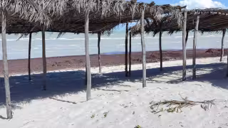 Sargazo cubre las playas de Sisal por el fuerte oleaje del Frente Frío 32