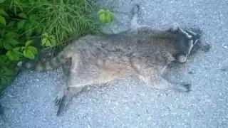 El mapache fue atropellado y abandonado a un costado de la carretera Tixkokob-Mérida