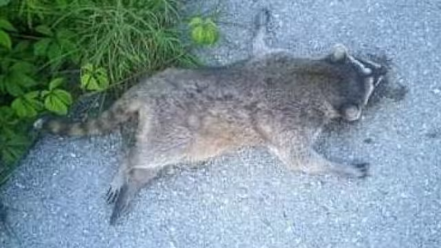 El mapache fue atropellado y abandonado a un costado de la carretera Tixkokob-Mérida