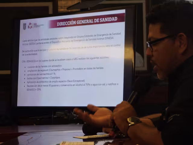 Del 15 de diciembre de 2024 al 22 de abril de 2025 se han registrado 124 casos de gusano barrenador en Campeche, afectando principalmente a bovinos.