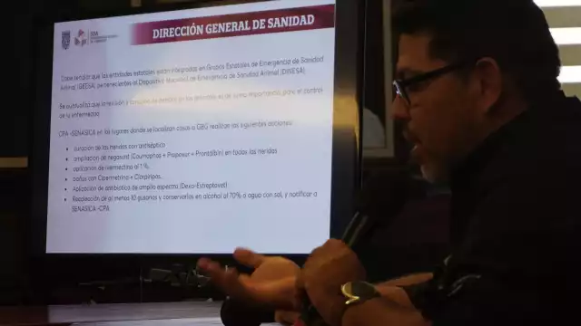 Del 15 de diciembre de 2024 al 22 de abril de 2025 se han registrado 124 casos de gusano barrenador en Campeche, afectando principalmente a bovinos.