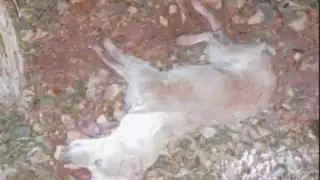 Denuncian aumento de perros envenenados en Campeche