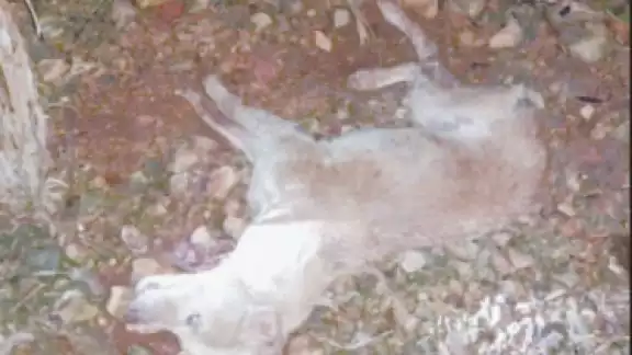 Denuncian aumento de perros envenenados en Campeche Denuncian aumento de perros envenenados en Campeche