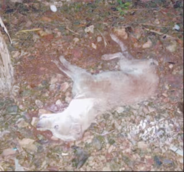 Denuncian aumento de perros envenenados en Campeche