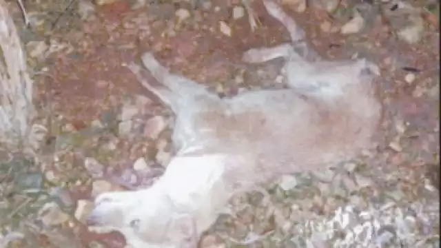 Denuncian aumento de perros envenenados en Campeche