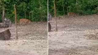 Captan a un majestuoso puma en la Reserva de la Biosfera Balam Kú en Campeche