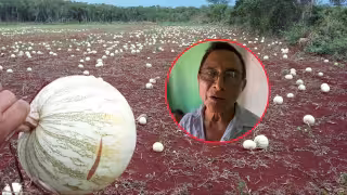 Productores de la región de Los Chenes aseguran que la siembra de chigua (pepita de calabaza) ya no es redituable