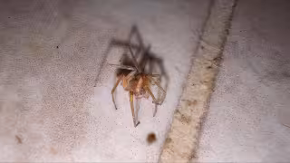Susto en la cocina: Hallan presunta araña violinista dentro de una casa en Champotón