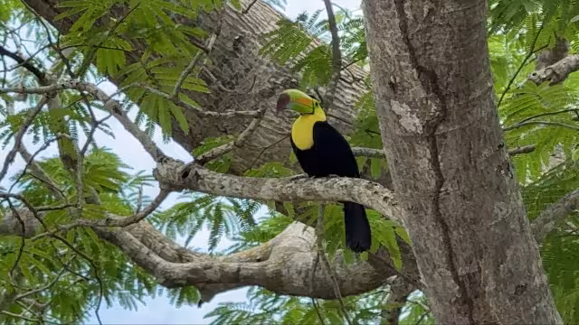 La pareja de tucanes se ha convertido en uno de los habitantes más queridos y fotografiados