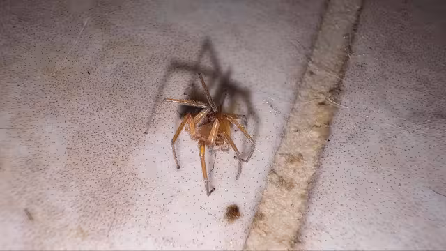 Reportan el hallazgo de un arácnido similar a una araña violinista en Champotón.