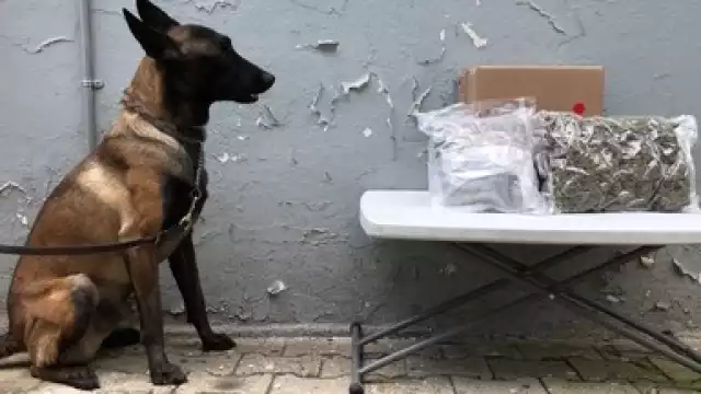 La droga incautada en Quintana Roo, terminó siendo trasladada a la Fiscalía General de la República, para su resguardo