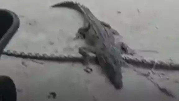 Lluvias provocan invasión de cocodrilos en viviendas de Banco Chinchorro Lluvias provocan invasión de cocodrilos en viviendas de Banco Chinchorro