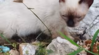 Gatita salva a su dueña de una serpiente en Telchac Puerto