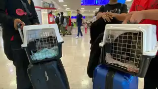 Con un poco de melancolía por abandonar su hogar de 15 años, aseguraron que sus mininos forman parte importante de sus vidas