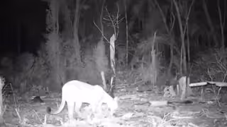 Se reforzaron casas para proteger a las mascotas. Foto: Proyecto Aak