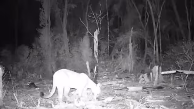 Se reforzaron casas para proteger a las mascotas. Foto: Proyecto Aak