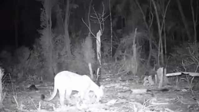 Se reforzaron casas para proteger a las mascotas. Foto: Proyecto Aak