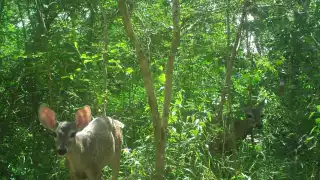 Mancha urbana amenaza a la Reserva Cuxtal de Mérida;  animales enfrentan ataques de perros y atropellamientos