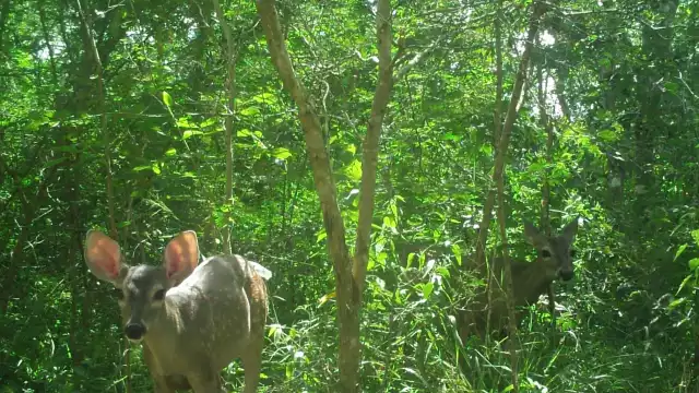 La zona enfrenta serios problemas que comprometen la conservación de sus casi 12 mil hectáreas