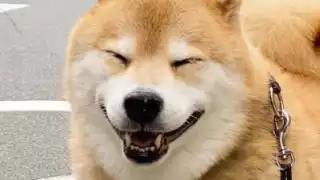 ¿Conoces a todos estos perritos?