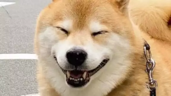 ¿Conoces a todos estos perritos? ¿Conoces a todos estos perritos?