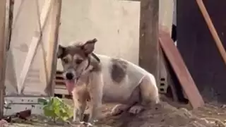 El perro está amarrado al sol con una correa corta.