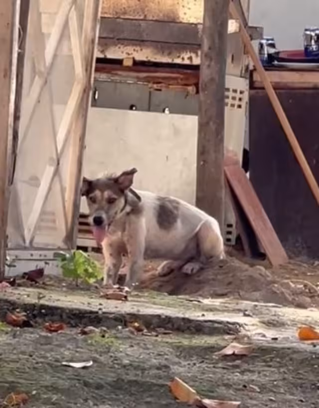 El perro está amarrado al sol con una correa corta.