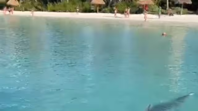 A la zona también acuden rayas en busca de alimento, que conviven con los visitantes, confirmaron los permisionarios