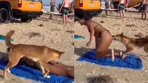 Dingo muerde a turista en Australia Dingo muerde a turista en Australia
