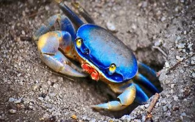 Uno de los motivos por los que se encuentran en peligro de extinción, es que suelen ser muy apreciados para la gastronomía ya que su carne es blanda y dulce