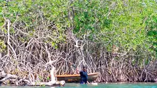 Manglares de Yucatán, convertidos en basureros ilegales: Investigador del Cinvestav