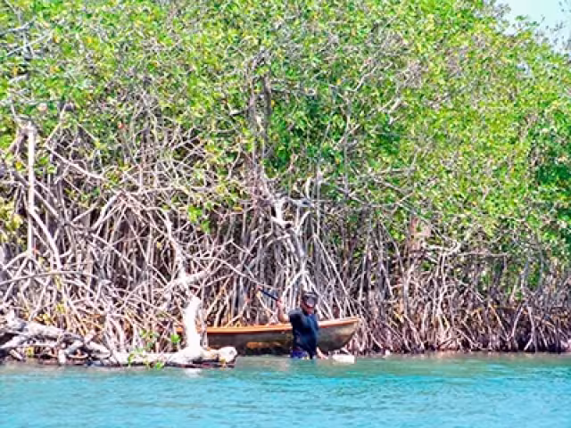Los manglares son importantes ya que son el hogar de muchos animales y necesitan rescatarlos