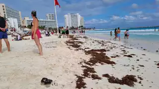 Recale de sargazo en costas de Quintana Roo repuntará 30% este 2025