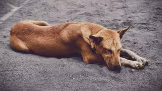 Juez ordena proteger a perros y gatos del Refugio Franciscano; estas son las exigencias que se piden
