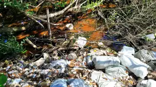 Alerta ambiental: relleno ilegal y basura amenazan manglares en Cancún