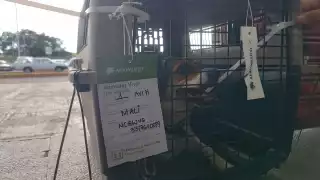 Aeropuerto de Campeche recibe a Mali, Duna y Chuco tras su travesía por Guadalajara y CDMX