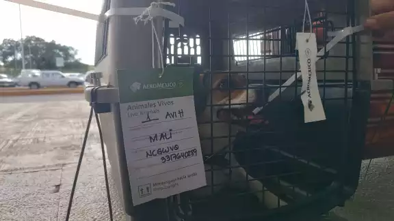 Mali, Duna y Chuco llegaron al Aeropuerto Internacional de Campeche tras un largo vuelo Mali, Duna y Chuco llegaron al Aeropuerto Internacional de Campeche tras un largo vuelo