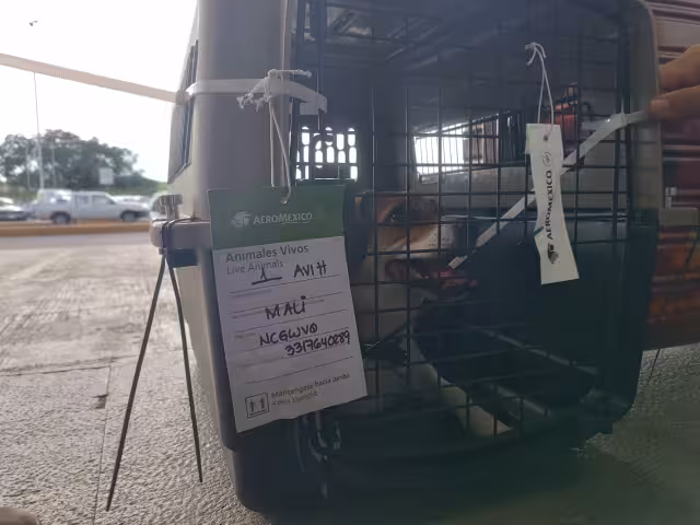 Mali, Duna y Chuco llegaron al Aeropuerto Internacional de Campeche tras un largo vuelo