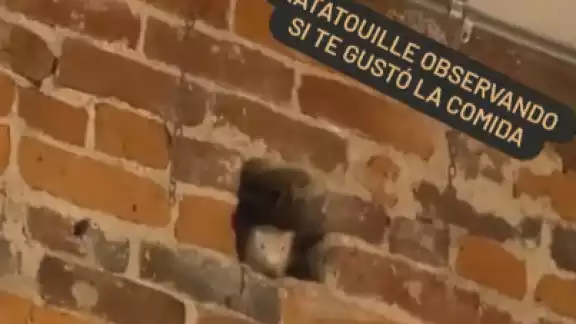 La rata fue captada en video cuando no se movia y veía al restaurante La rata fue captada en video cuando no se movia y veía al restaurante