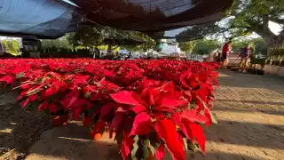 Flor de Nochebuena: tradición mexicana con usos medicinales y económicos