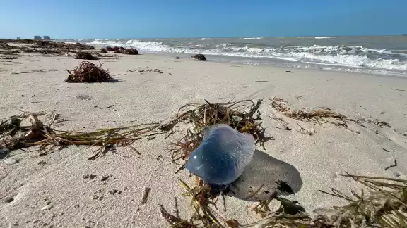 Debido a los vientos del Norte, varias medusas carabela han sido arrastradas a las costas de Yucatán