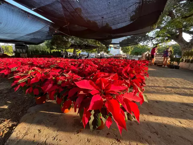 Nochebuena, la reina de las flores que trasciende la Navidad