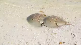 Las cacerolitas tienen un aspecto del tipo prehistórico, pues convivieron con los dinosaurios