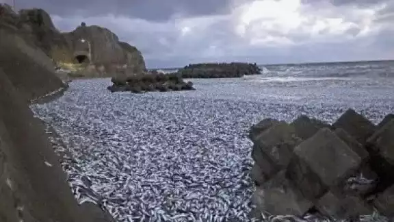Encuentran miles de sardinas muertas en costas de Japón