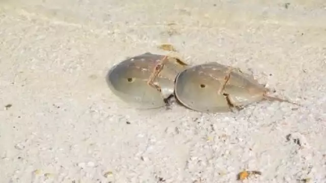 Las cacerolitas tienen un aspecto del tipo prehistórico, pues convivieron con los dinosaurios