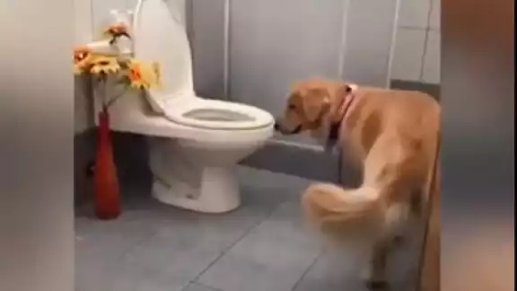 En el vídeo se puede ver como Tokio levanta las dos patas traseras para apoyarse en el retrete