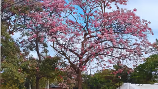 Primavera 2026: Esta es la hora exacta en que comenzará en Yucatán