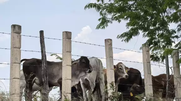 Se confirmaron cuatro casos de rabia en ganado en la comunidad de Nuevo Progreso, sumándose a un brote activo de gusano barrenador.