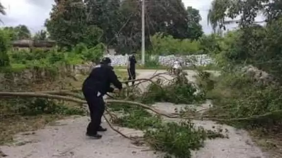 Entre las afectacciones después de Grace se presentaron múltiples caídas de árboles en diferentes mnicipios de Yucatán