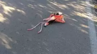 Foto: Alejandro Colli